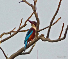 Kingfisher - Ranthambore-  Inde